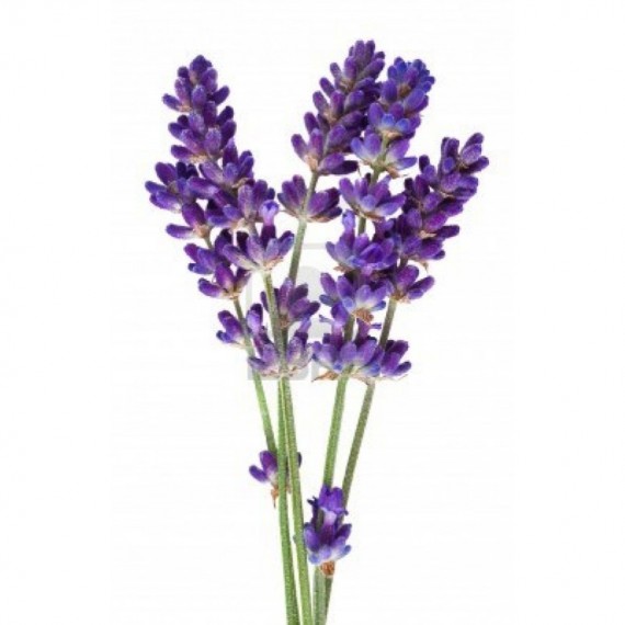 Lavendel eterisk olje